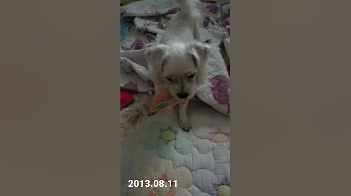 자취집 구하고 드디어 짱가 데리고 왔는디.. 너무 짖어서 주인집에서 전화옴.. 다시 본가 데려가야되는디 왜케 신나있는고야..