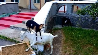 Happy naughty goat jumping on each other))) Dreams Come True!!!! Funny Pets