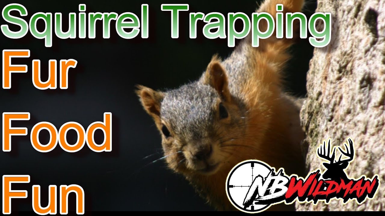 Best (and Worst) Squirrel Traps