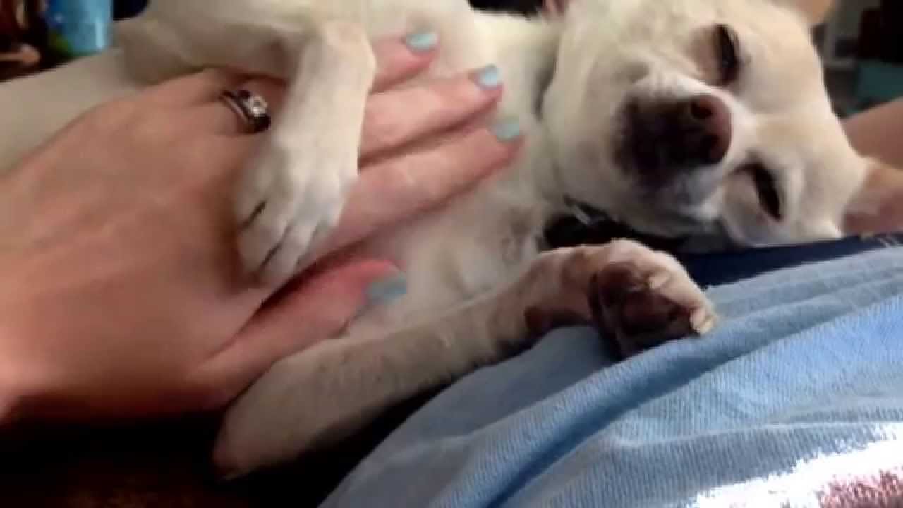 Dog demands belly rub YouTube