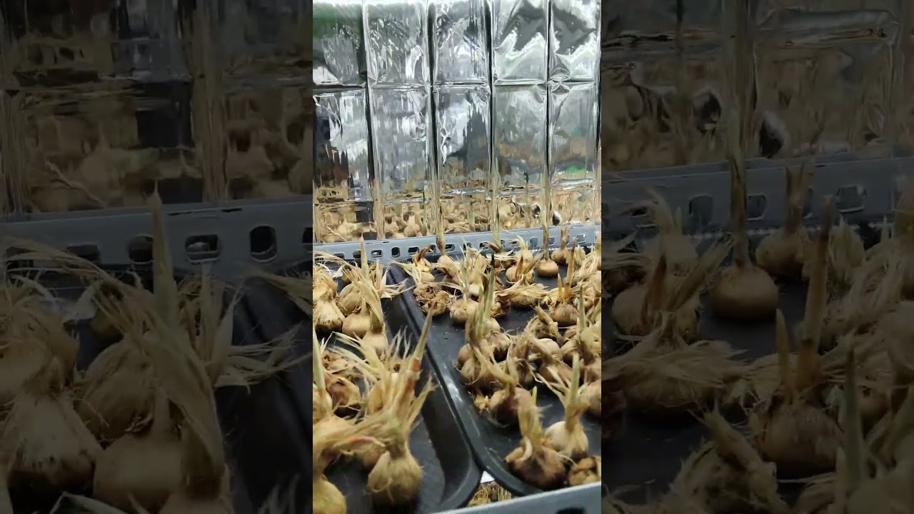 Magic of Saffron Bulb Sprouting 🌸