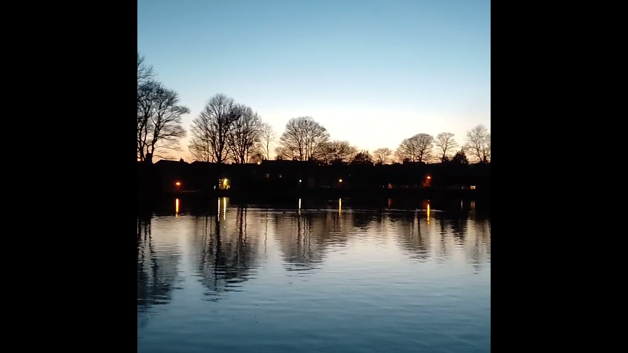 Evening Bat aerobatics