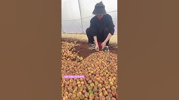 Nhân giống cau với số lượng lớn #caututhoi #cautuquy #cayhoaviet #caygiongviet