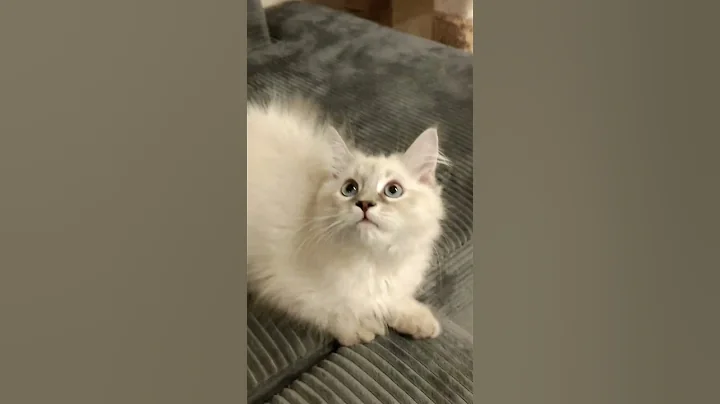 Watch the video about Aya 😻💕💕💕 beautiful Neva masquerade kittens