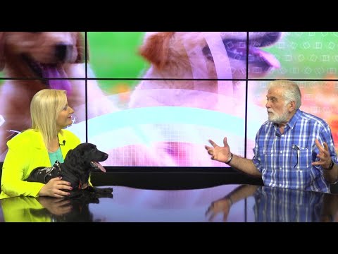 ZURA TSINTSKILADZE NAXEVARI GADACEMA :კონსულტაცია ვეტერინართან\"