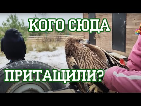 Разнокалиберные хищные птицы и бесстрашный ворон