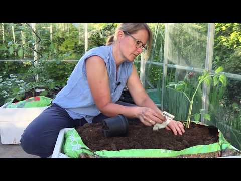 Video: Havearbejde: plantning af tomatfrøplanter i jorden