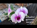 ഓർക്കിഡ് ഇന്നത്തെ കോമ്പോ ഓഫർ /orchid compo offer today