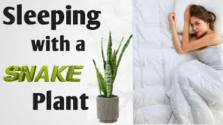 What Happens When you Keep a Snake Plant in your Room or House / Benefits of Keeping a Snake Plant screenshot 5