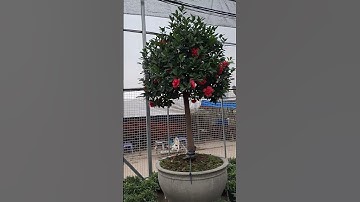 Bán cây trà tứ quý đk gốc 8-10cm, thoát thân 1m, cao trên 2m 0977973535