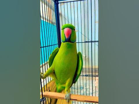 Parrot sound ️🫶 - YouTube