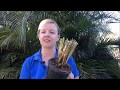 How to Prune and Divide your Purple Fountain Grass