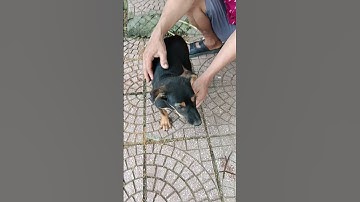 em béc lai rốt khủng rât sinh viên 0366902214