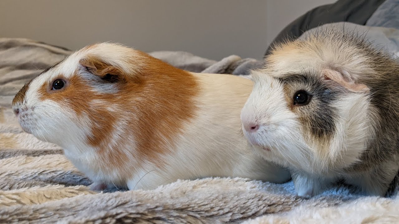 Chip and Artemis Two Very Big Guinea Pigs YouTube