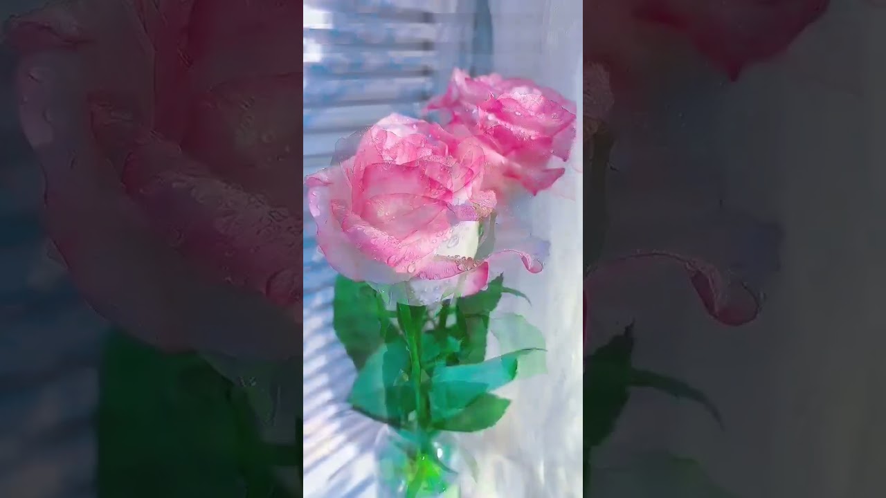 Pink roses🌸|| Flower Planet | Secret Garden |
