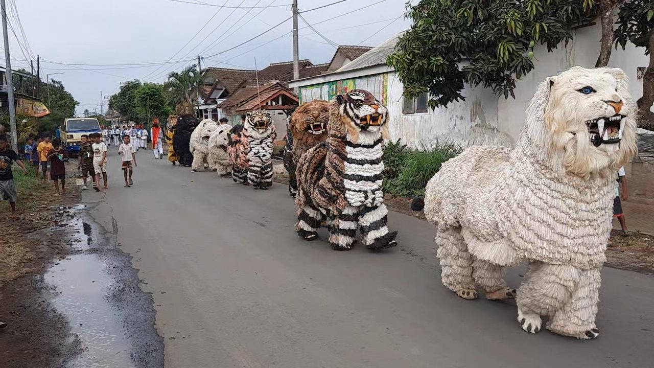 ASMR MACAN JAVA ❗❗ HEBOH TARIAN BARONGSAI ACARA KHITANAN  DRUMBAND KHITANAN DAN DRUMBAND AL AZHAR