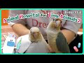 Today&#39;s Patient: Conure parrot l Animal Hospital For Tiny Animals 2