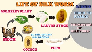 Fibre to Fabric | Silk Fibre And Life of Silk Worm |#science Fibre to Fabric | Silk Fibre And Life of Silk Worm |#science