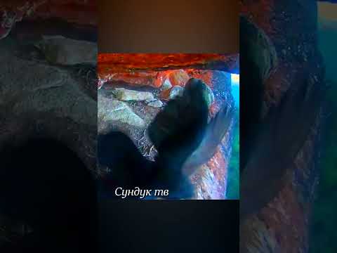 Сокол в битве с воронами отстаивает гнездо #animals #animalshorts