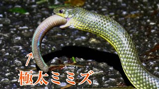 海外セレブ愛用【Pyrrha】Snake & Arrows 矢に巻きついた蛇 A snake swallows a very thick earthworm whole - YouTube