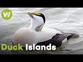 Norway How Islanders Protect Eider Ducks In The Vega Archipelago Paradise Preserved 4 5 Norway How Islanders Protect Eider Ducks In The Vega Archipelago Paradise Preserved 4 5
