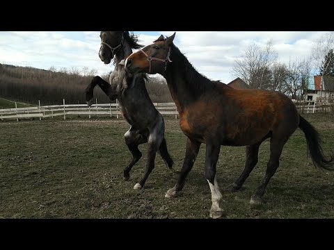 Wideo: Niespodziewany Połów