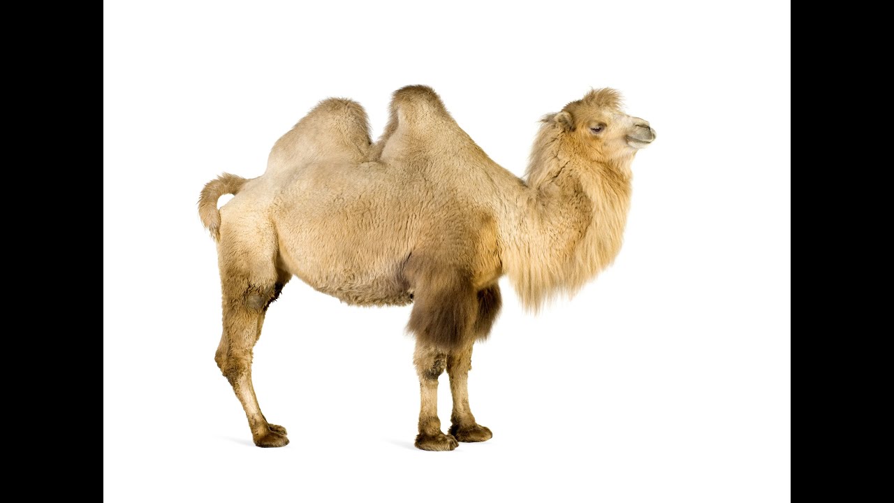 Camel: Animals for Children Kids Videos Kindergarten Preschool Learning
