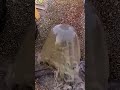 Amazing Sand Dredging Using a Precise Manual Tool 🏗️✨ #shorts