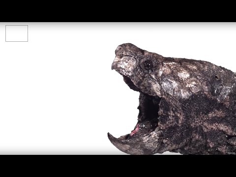 t-rex-turtle-in-slow-motion!-|-earth-unplugged