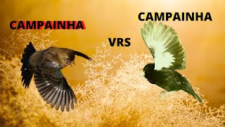 Tiziu Campainha Vrs Tiziu Campainha Volatínia Jacarina