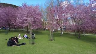 Roihuvuoren Hanami 2026