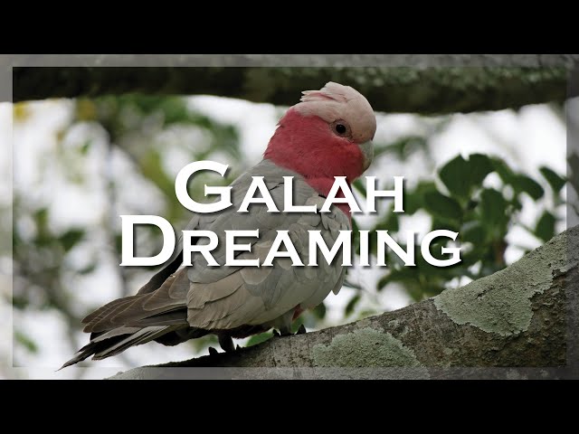 Galah Dreaming - Scott Alexander King