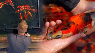 My Crazy Quest for the Ultimate Sakai Koi Collection!