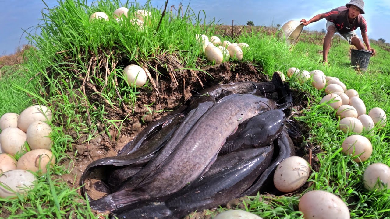 amazing - a man catch a lot of fish and pick duck eggs in a small pool at rice field at dry season
