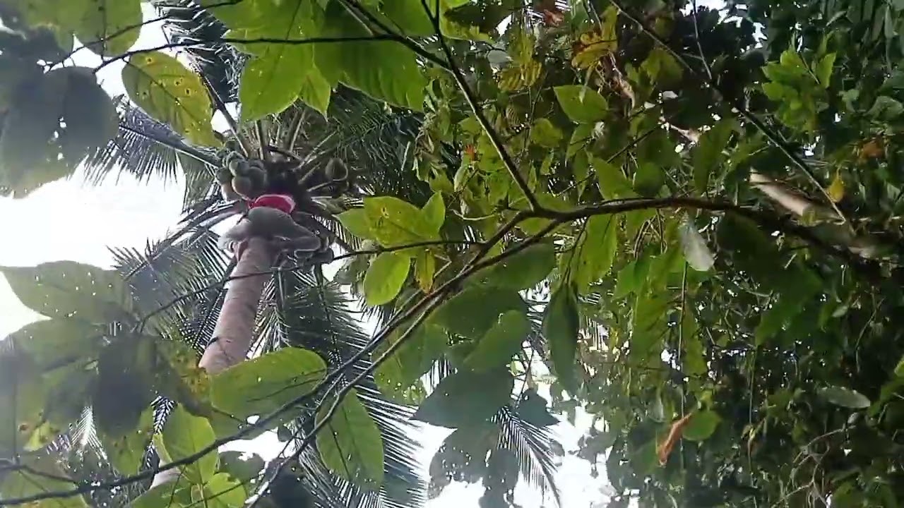 ganap aming sapalaran nang kasama ko araw  nang 01-22-2026🐓🐓🐓