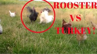 GAME FOWL Rooster attacks turkey screenshot 1