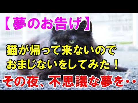 衝撃 不思議 猫が帰って来なくなってしまい 帰ってくるおまじないをしてみた その夜 不思議な夢を見たんだ Youtube