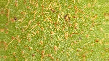 Kiwi Fruit - Satisfying Video - Everyday Objects In Macro - Close-up - Zoom