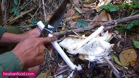 CHẾT ĐÓI & ĂN CHUỐI RỪNG :))