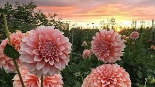 Salmo 50 | orar con los Salmos