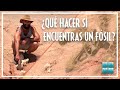 ¿QUÉ HACER SI ENCUENTRAS UN FÓSIL? 🦖 con la SOCIEDAD ESPAÑOLA DE PALEONTOLOGÍA