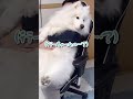 ゴミ出しに行くだけで寂しくて泣いちゃう大型犬が可愛すぎる！ #サモエド #samoyed #生きるぬいぐるみ