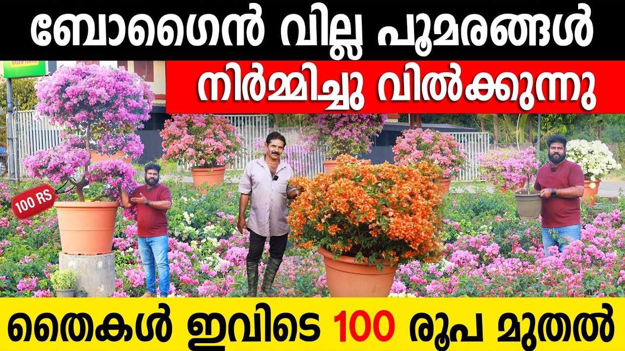 ഒരു കമ്പിൽ നിന്നും പൂമരങ്ങൾ ഉണ്ടാക്കുന്ന മണ്ണുത്തി രഹസ്യം|ബോഗൈൻവില്ല പൂമരങ്ങൾ നിർമ്മിച്ചുവിൽക്കുന്നു