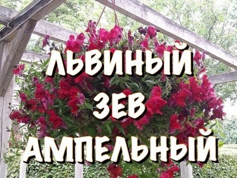 ЛЬВИНЫЙ ЗЕВ АМПЕЛЬНЫЙ. ПОСАДКА в КАШПО или КОНТЕЙНЕР