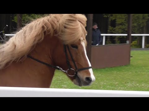 IPZV Turnier Birkenhof 2024, Short Mix, Icelandic horse tournament, David Garrett
