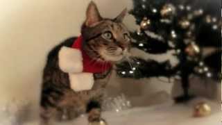 Dubstep Christmas Cat