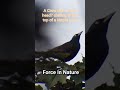 welcome to Force In Nature.