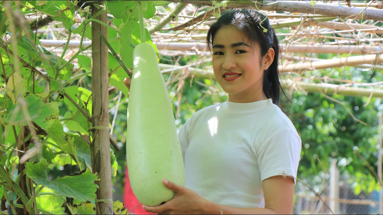 Bottle gourd recipe - Bottle gourd soup cooking by countryside life TV ...