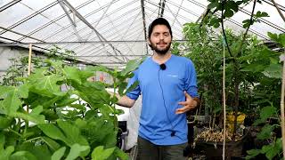 Fig Masterclass | Growing Fig Trees in Greenhouses