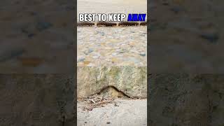 Hairy caterpillars can be dangerous #firstaid #danger